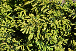 Emerald Spreader Yew (Taxus cuspidata 'Emerald Spreader') at Peter Knippel Garden Centre
