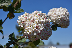 Koreanspice Viburnum (Viburnum carlesii) at Peter Knippel Garden Centre
