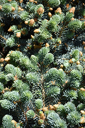 Thume Blue Spruce (Picea pungens 'Thume') at Peter Knippel Garden Centre