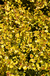 Cesky Gold Dwarf Birch (Betula x plettkei 'Golden Treasure') at Lakeshore Garden Centres