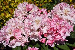 Yaku Prince Rhododendron (Rhododendron yakushimanum 'Yaku Prince') at Lakeshore Garden Centres