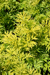 Golden Tower Elder (Sambucus nigra 'Jdeboer001') at Peter Knippel Garden Centre