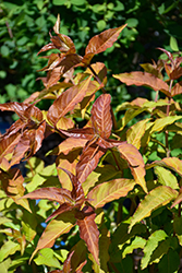 Kodiak Red 2.0 Diervilla (Diervilla 'SMNDSD') at Lakeshore Garden Centres