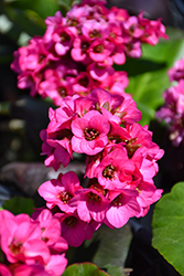 Miss Piggy Bergenia (Bergenia 'Miss Piggy') at Lakeshore Garden Centres