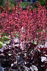 Timeless Treasure Coral Bells (Heuchera 'Timeless Treasure') at Peter Knippel Garden Centre