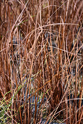 Firefox Leatherleaf Sedge (Carex buchananii 'Firefox') at Lakeshore Garden Centres