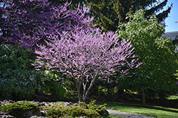 Eastern Redbud (Cercis canadensis) at Peter Knippel Garden Centre