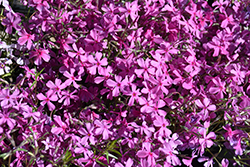 Spring Dark Pink Moss Phlox (Phlox subulata 'Spring Dark Pink') at Lakeshore Garden Centres