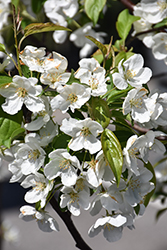 Snowdrift Flowering Crab (Malus 'Snowdrift') at Lakeshore Garden Centres
