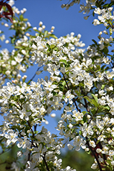 Red Jewel Flowering Crab (Malus 'Red Jewel') at Peter Knippel Garden Centre