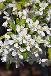 Red Jewel Flowering Crab (Malus 'Red Jewel') at Peter Knippel Garden Centre