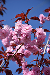 Royal Burgundy Flowering Cherry (Prunus serrulata 'Royal Burgundy') at Lakeshore Garden Centres