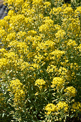 Golden Spring Alpine Alyssum (Alyssum wulfenianum 'Golden Spring') at Peter Knippel Garden Centre