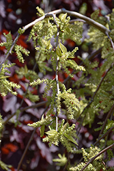 Chaparral Weeping Mulberry (Morus alba 'Chaparral') at Green Thumb Garden Centre