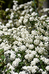 Vanhoutte Spirea (Spiraea x vanhouttei) at Peter Knippel Garden Centre