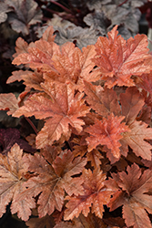 Hopscotch Foamy Bells (Heucherella 'Hopscotch') at Peter Knippel Garden Centre