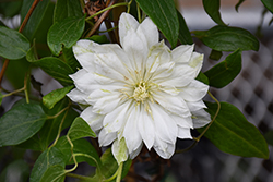 Yukiokoshi Clematis (Clematis 'Yukiokoshi') at Lakeshore Garden Centres
