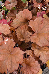 Dolce Toffee Tart Coral Bells (Heuchera 'Toffee Tart') at Peter Knippel Garden Centre
