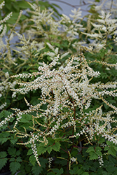 Chantilly Lace Goatsbeard (Aruncus 'Chantilly Lace') at Peter Knippel Garden Centre