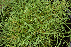 Fairy Hair Goatsbeard (Aruncus 'Fairy Hair') at Peter Knippel Garden Centre