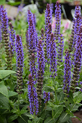 Violet Riot Sage (Salvia nemorosa 'Violet Riot') at Peter Knippel Garden Centre