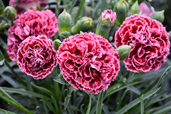 Fruit Punch Cherry Vanilla Pinks (Dianthus 'Cherry Vanilla') at Lakeshore Garden Centres