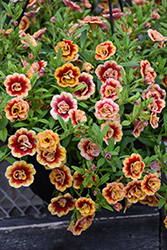 MiniFamous Neo Double OrangeTastic Calibrachoa (Calibrachoa 'KLECA19067') at Lakeshore Garden Centres