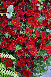 Aloha Kona Dark Red Calibrachoa (Calibrachoa 'Aloha Kona Dark Red') at Lakeshore Garden Centres