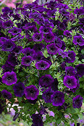 Supertunia Mini Vista Midnight Petunia (Petunia 'Supertunia Mini Vista Midnight') at Lakeshore Garden Centres