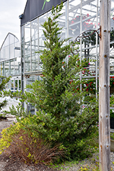 Canaertii Redcedar (Juniperus virginiana 'Canaertii') at Lakeshore Garden Centres