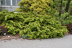 Emerald Spreader Yew (Taxus cuspidata 'Emerald Spreader') at Peter Knippel Garden Centre