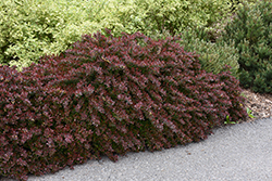 Cherry Bomb Japanese Barberry (Berberis thunbergii 'Monomb') at Peter Knippel Garden Centre
