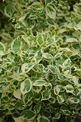 Variegated Mockorange (Philadelphus coronarius 'Variegatus') at Lakeshore Garden Centres
