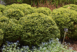 Green Velvet Boxwood (Buxus 'Green Velvet') at Peter Knippel Garden Centre