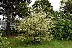 Splish Splash River Birch (Betula nigra 'Splish Splash') at Lakeshore Garden Centres