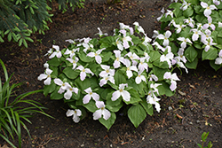 Great White Trillium (Trillium grandiflorum) at Peter Knippel Garden Centre