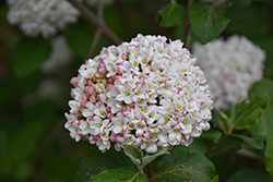 Spice Cowboy Koreanspice Viburnum (Viburnum carlesii 'SMNVCST') at Lakeshore Garden Centres
