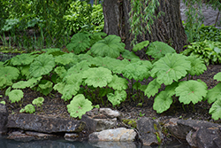 Astilboides (Astilboides tabularis) at Peter Knippel Garden Centre