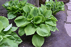 Sum and Substance Hosta (Hosta 'Sum and Substance') at Peter Knippel Garden Centre