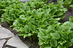 Plantain Lily (Hosta plantaginea) at Lakeshore Garden Centres