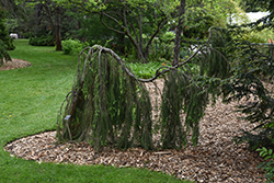 Mont Tremblant Black Spruce (Picea mariana 'Mont Tremblant') at Lakeshore Garden Centres