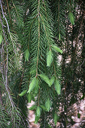 Mont Tremblant Black Spruce (Picea mariana 'Mont Tremblant') at Lakeshore Garden Centres