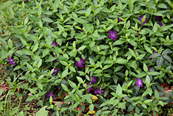 Wine Periwinkle (Vinca minor 'Atropurpurea') at Peter Knippel Garden Centre