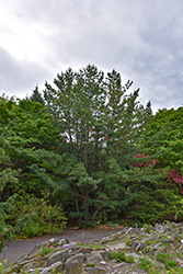 Maxi Dwarf Japanese White Pine (Pinus parviflora 'Maxi Dwarf') at Lakeshore Garden Centres
