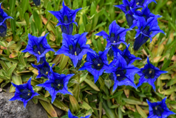 Spring Gentian (Gentiana acaulis) at Lakeshore Garden Centres