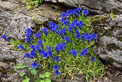 Spring Gentian (Gentiana acaulis) at Lakeshore Garden Centres