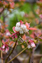 Blueberry Glaze Blueberry (Vaccinium 'ZF08-095') at Peter Knippel Garden Centre