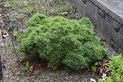 Horsford White Pine (Pinus strobus 'Horsford') at Lakeshore Garden Centres