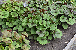Midnight Lady Rayflower (Ligularia dentata 'Midnight Lady') at Lakeshore Garden Centres