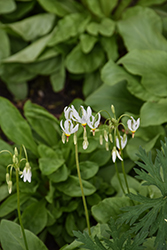 White Shooting Star (Dodecatheon meadia 'Alba') at Lakeshore Garden Centres